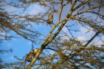 monkeys playing in the trees, as common here as squirrels at my house!